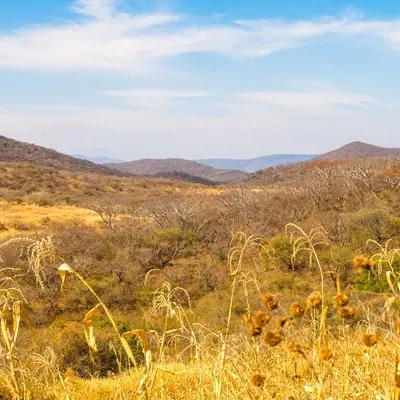 2013 - Sierra de Huautla